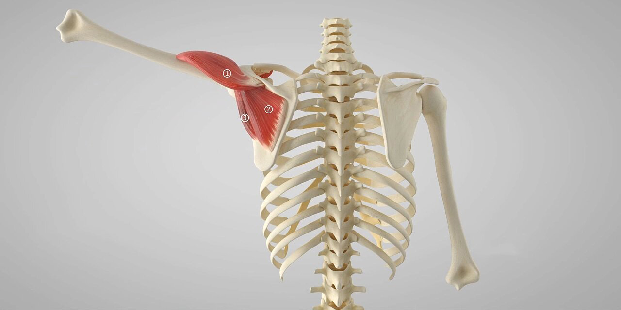 Film 3D Anatomie Visualisierung